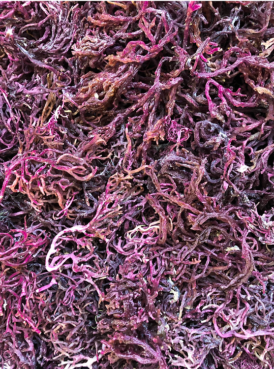 Irish Sea Moss, Purple