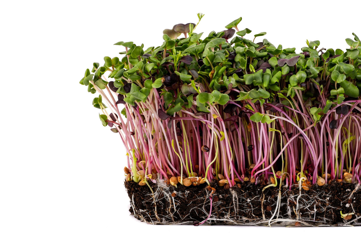 Mumm's Organic Sprouting Seeds - Brilliant Blend