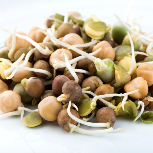 Mumm's Organic Sprouting Seeds - Crunchy Bean Mix