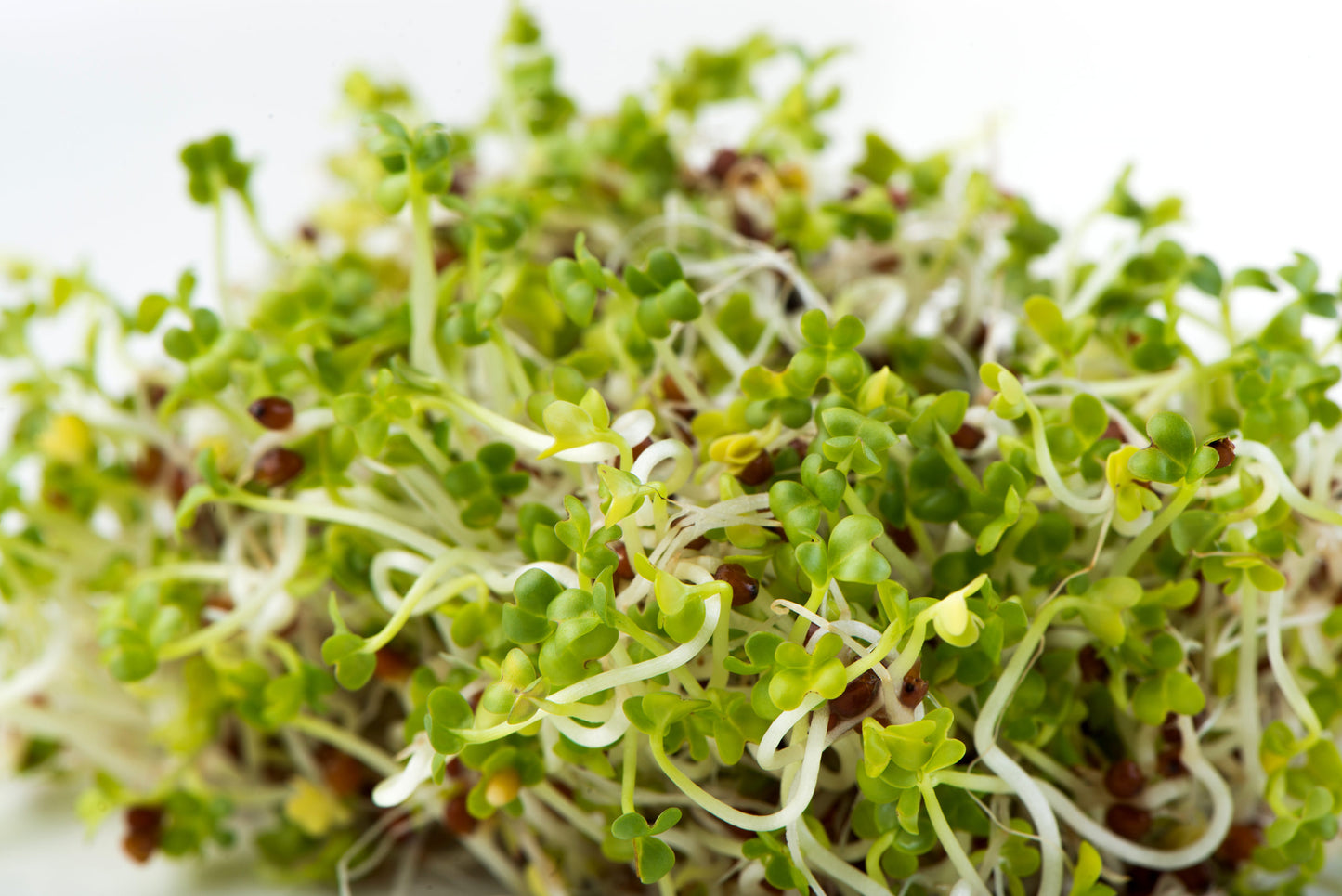 Mumm's Organic Sprouting Seeds - Brown Mustard