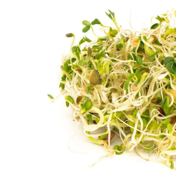 Mumm's Organic Sprouting Seeds - Spicy Lentil Crunch