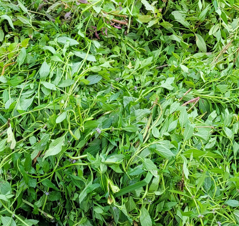 Wildland Foods Wild Mint Herbal Tea LOCAL