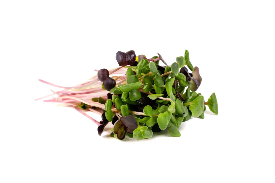 Mumm's Organic Sprouting Seeds - Rainbow Radish