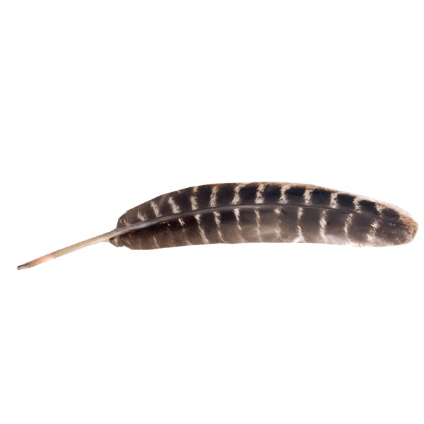 Turkey Feather - Smudging