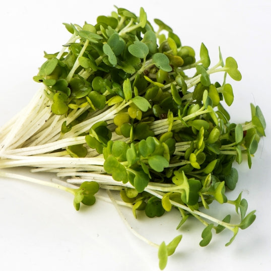 Mumm's Organic Sprouting Seeds - Arugula