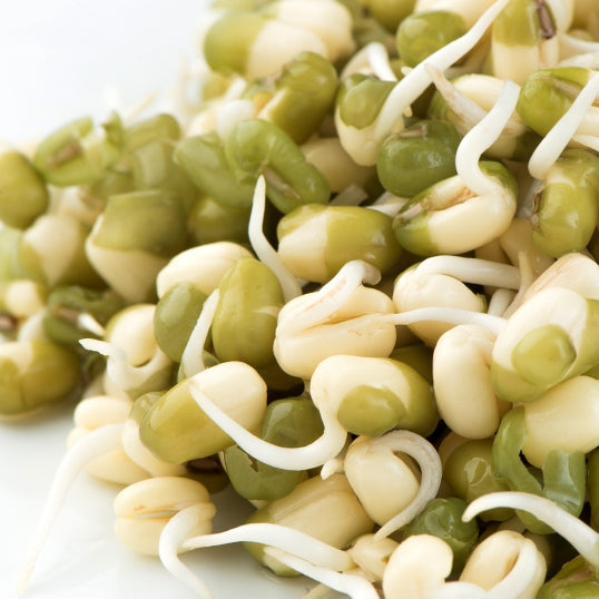 Mumm's Organic Sprouting Seeds - Mung Beans