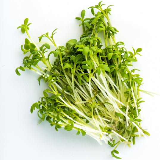 Mumm's Organic Sprouting Seeds - Curly Cress