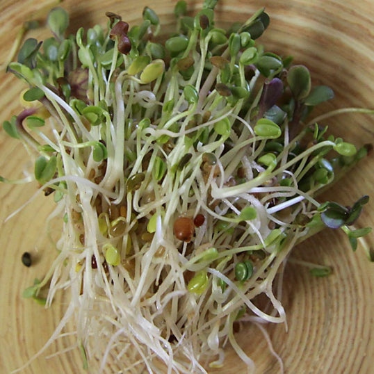 Mumm's Organic Sprouting Seeds - Sandwich Booster