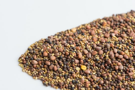 Mumm's Organic Sprouting Seeds - Spring Salad Mix