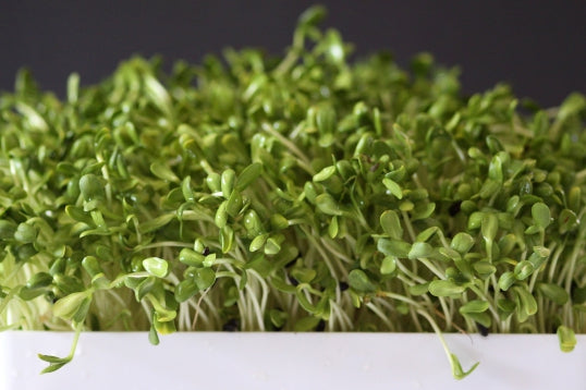 Mumm's Organic Sprouting Seeds - Sunflower Black Oilseed