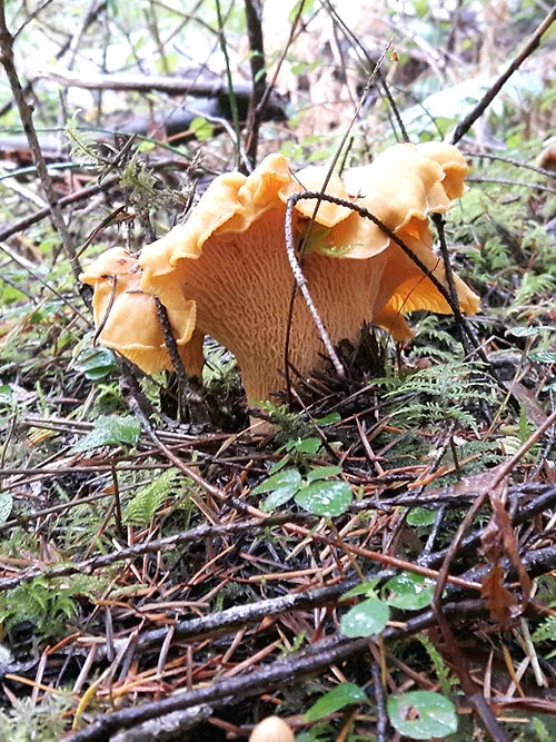 Wildland Foods Chanterelles LOCAL