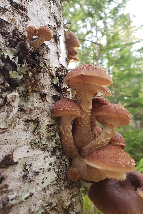 Wildland Foods Pidpenky (Honey Mushrooms) LOCAL