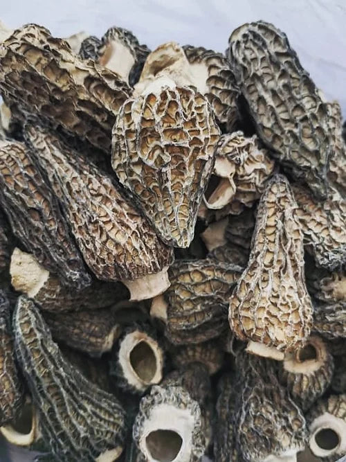 Wildland Foods Black Morels LOCAL