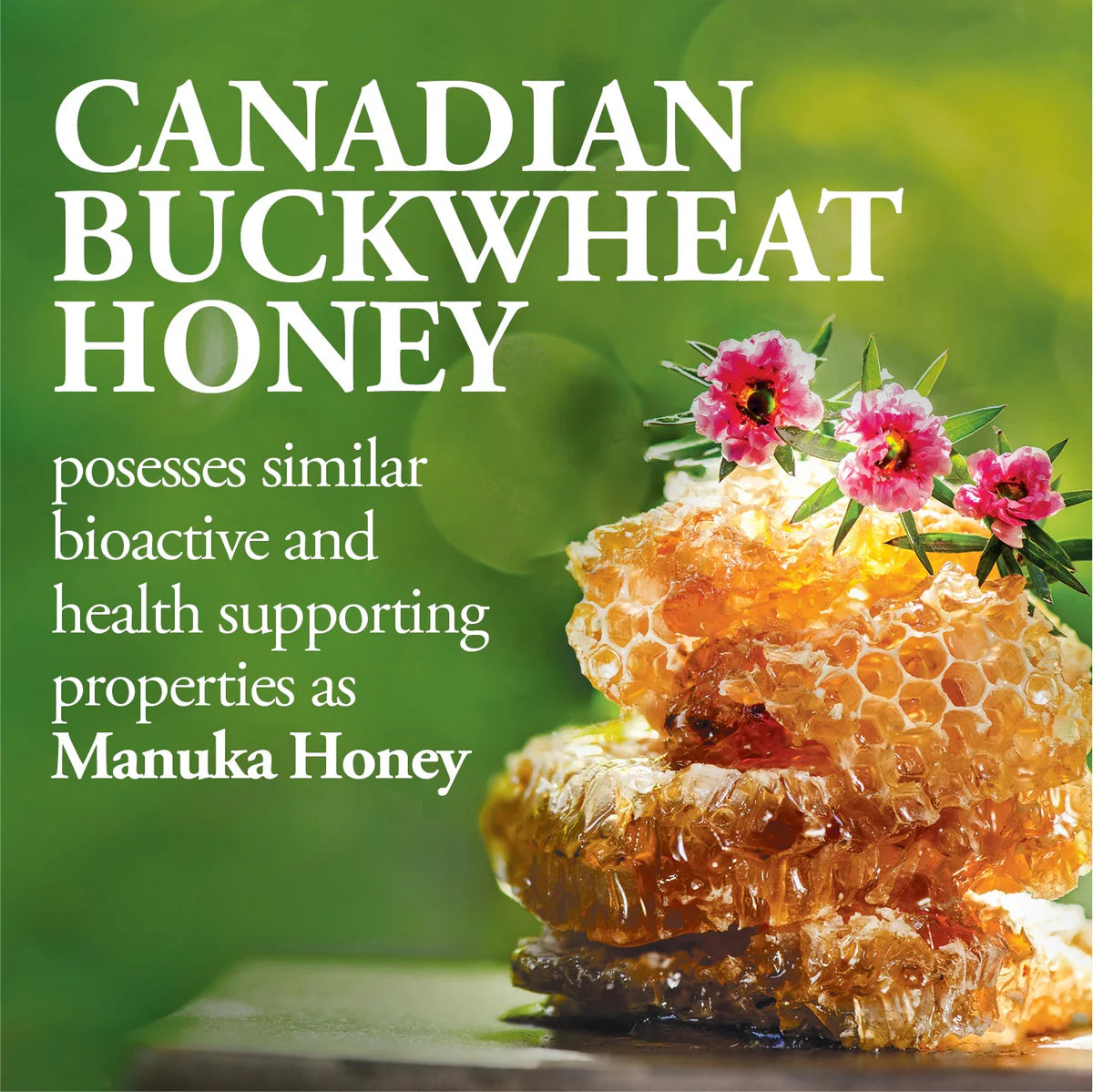 Dutchman's Gold Buckwheat Honey