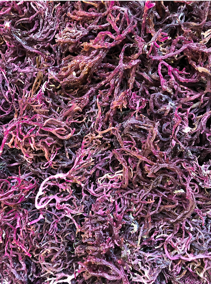 Irish Sea Moss, Purple
