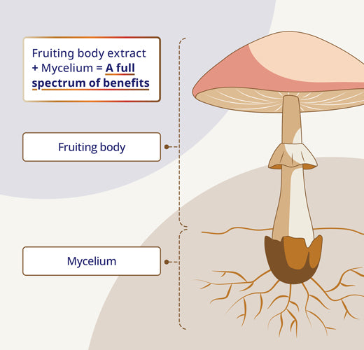 Lion’s Mane Mushroom Full Spectrum