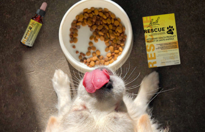 Bach Rescue Remedy for Pets