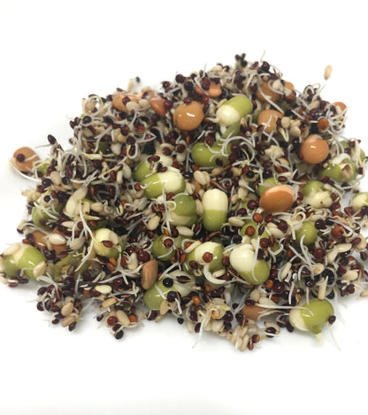 Mumm's Organic Sprouting Seeds - Salad Bowl Blend