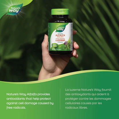 Alfalfa Leaves Capsules