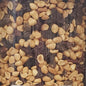 Mountain Trail Mix *BULK*